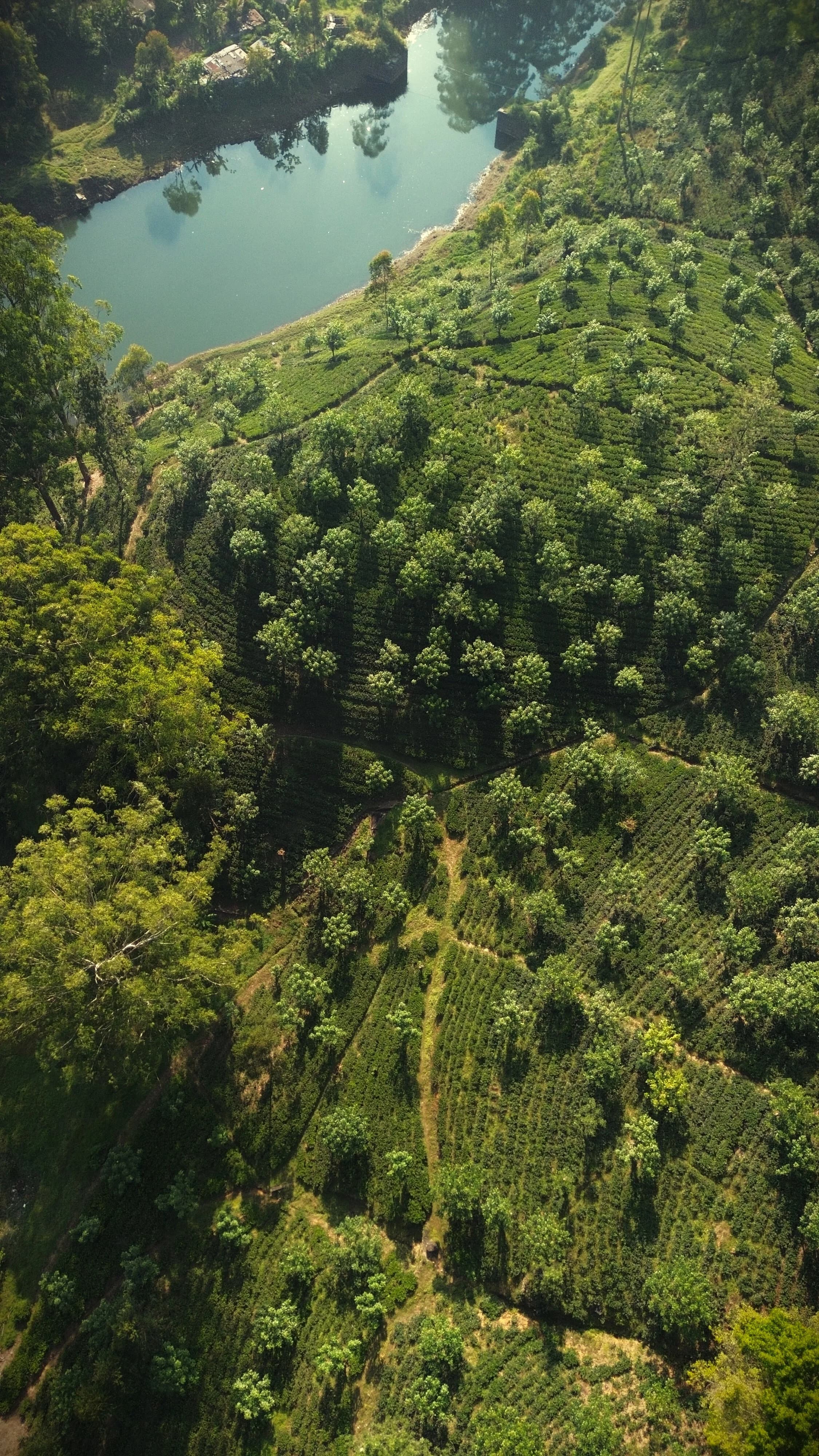 TEA ESTATE TOURS