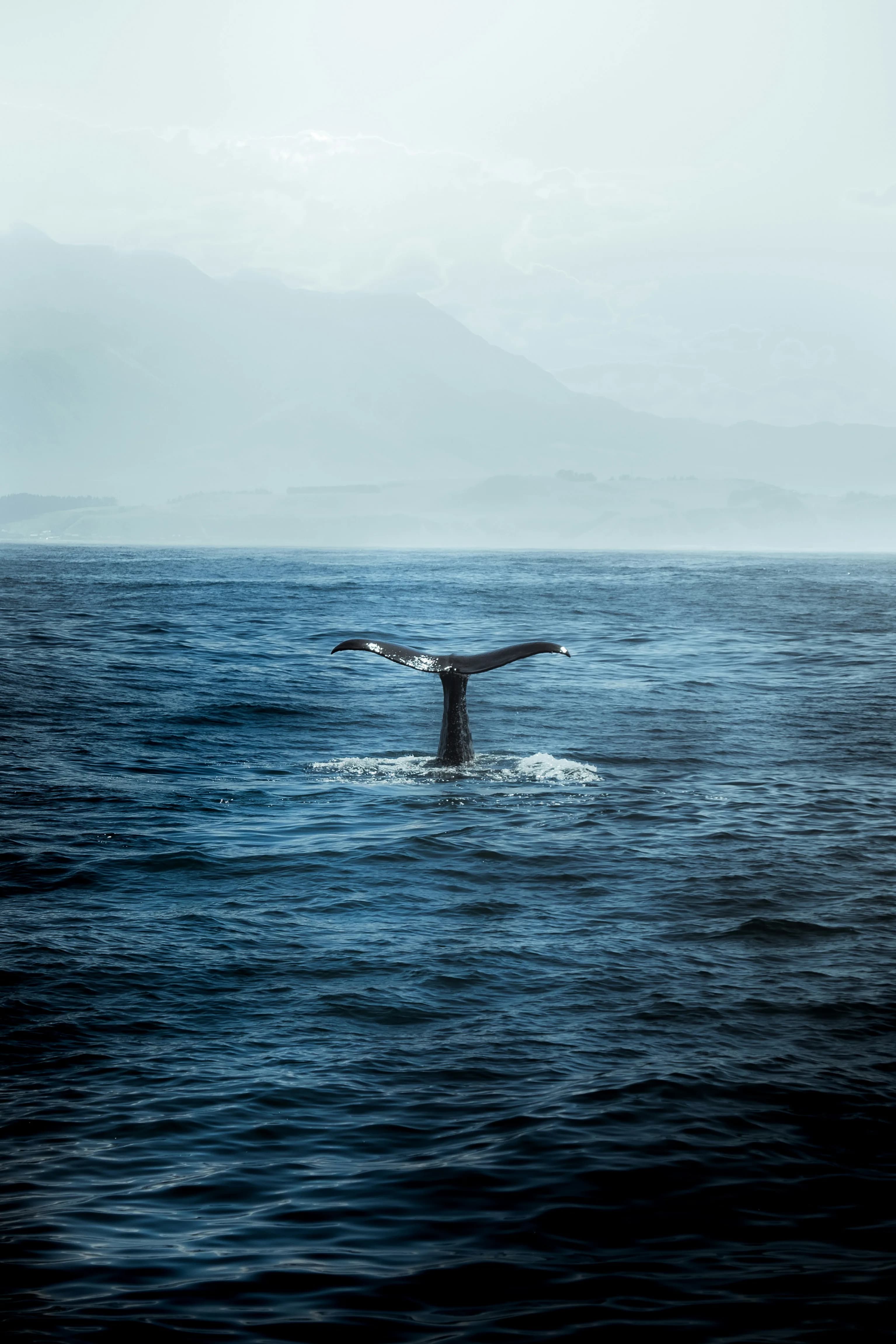 WHALE & DOLPHIN WATCHING