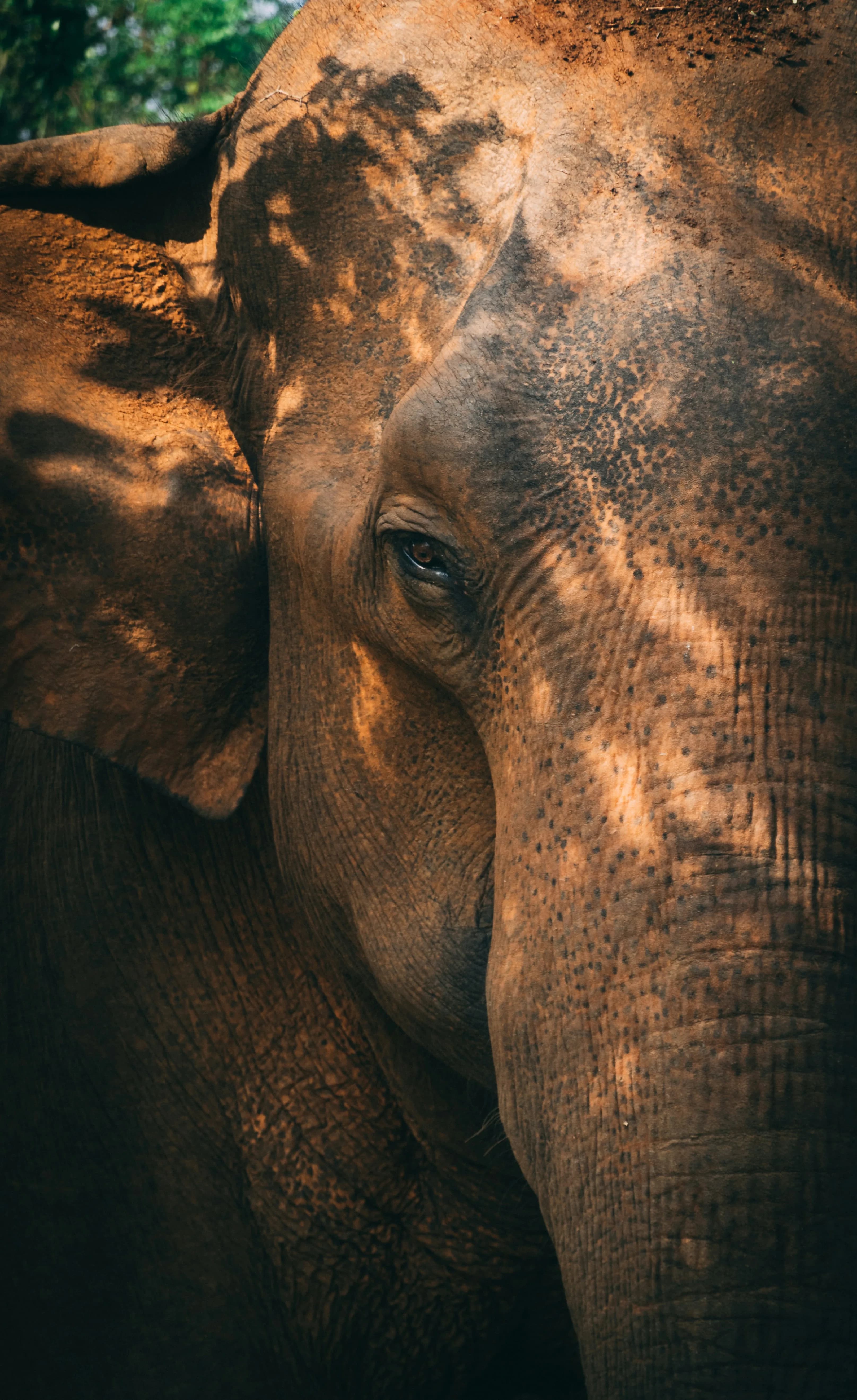 WILDLIFE SAFARIS
