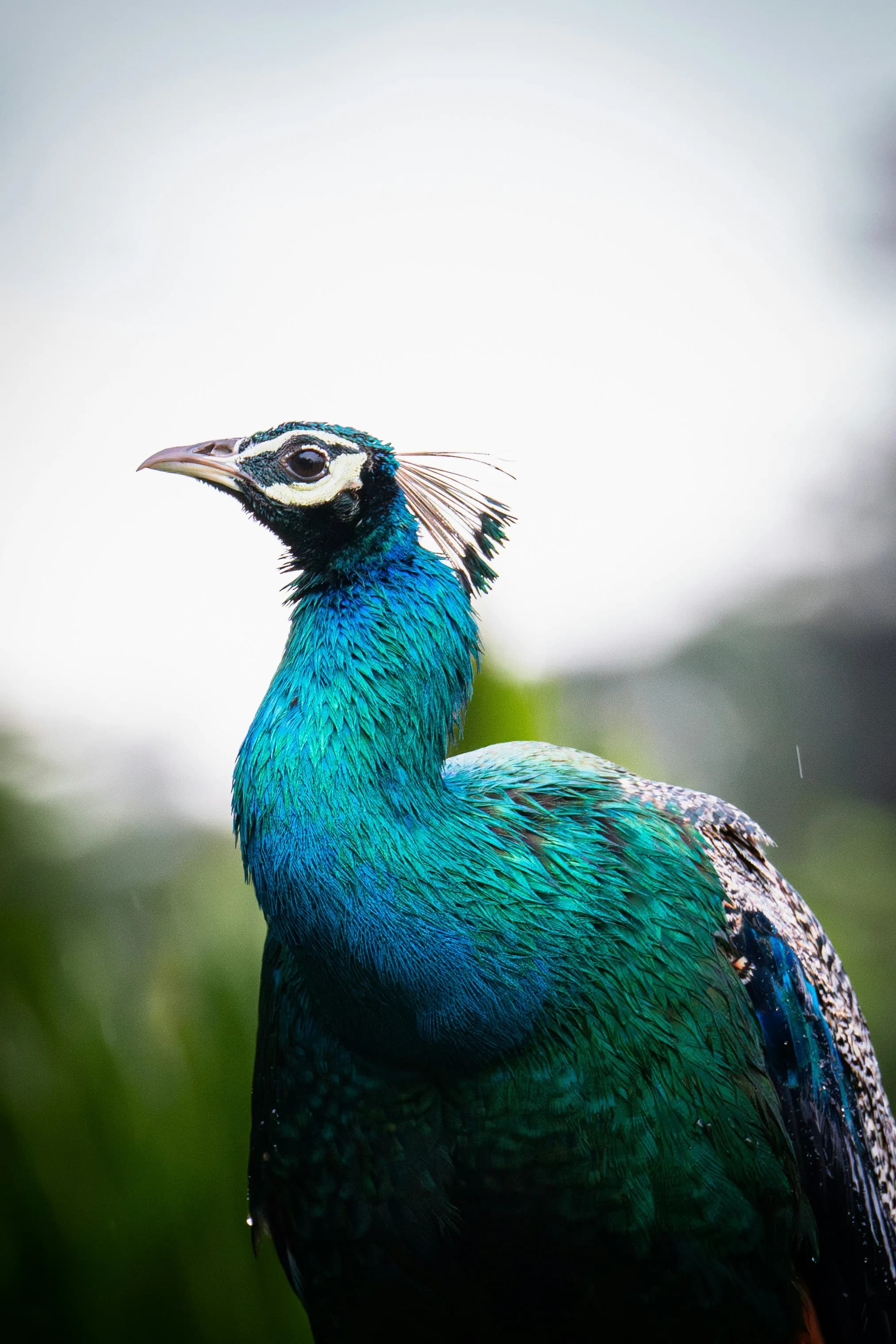 BIRD WATCHING