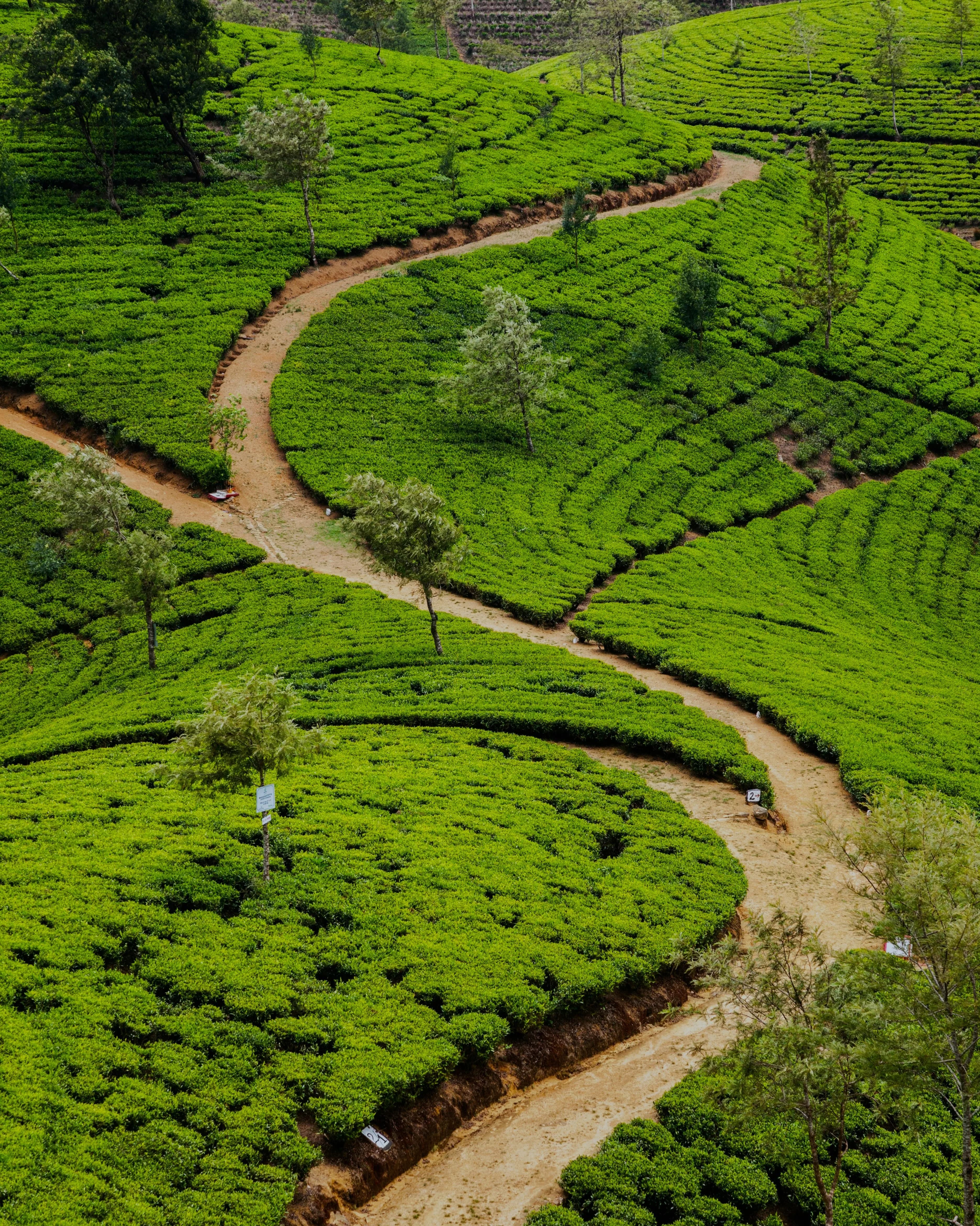 TEA PLANTATIONS