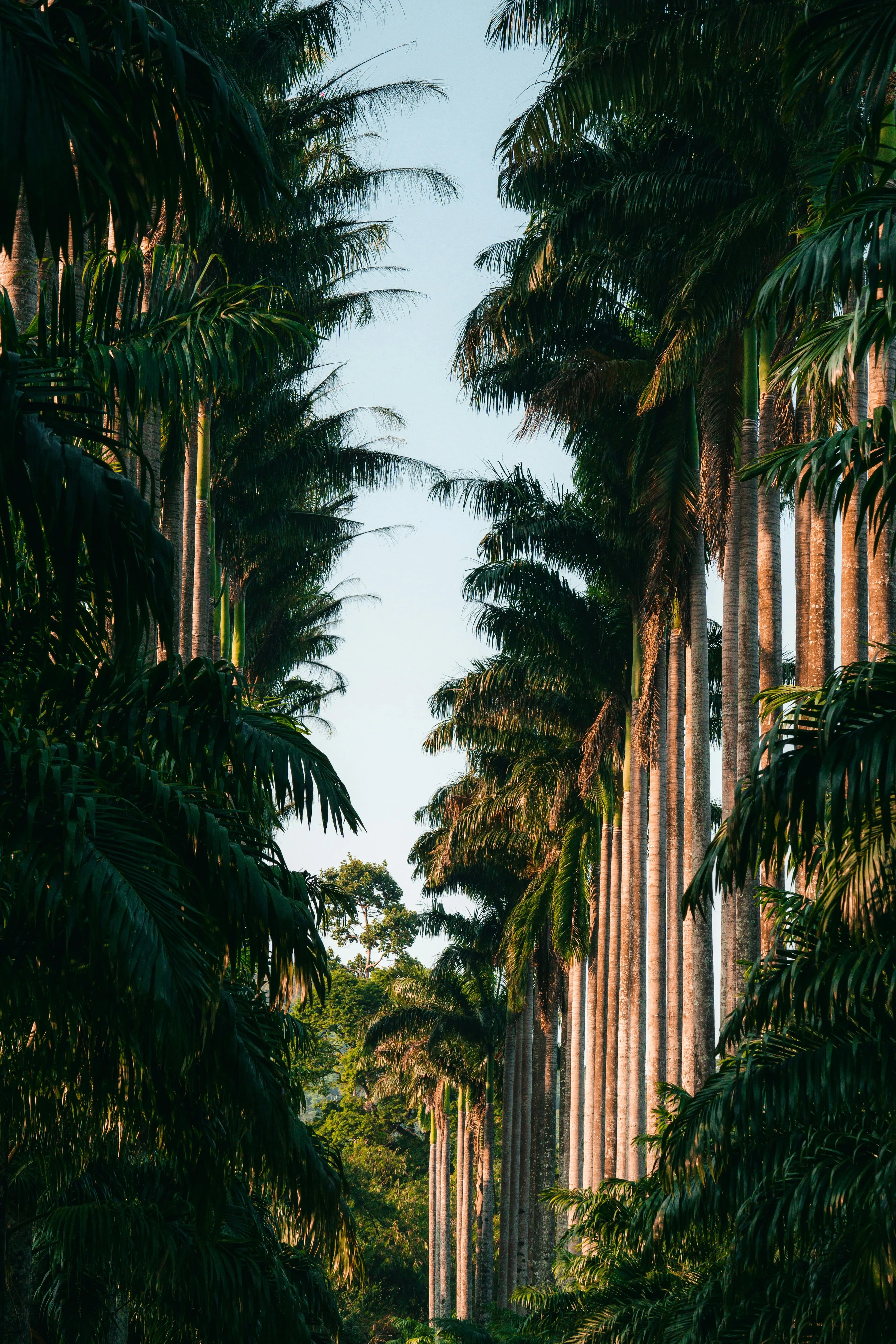 BOTANICAL GARDENS