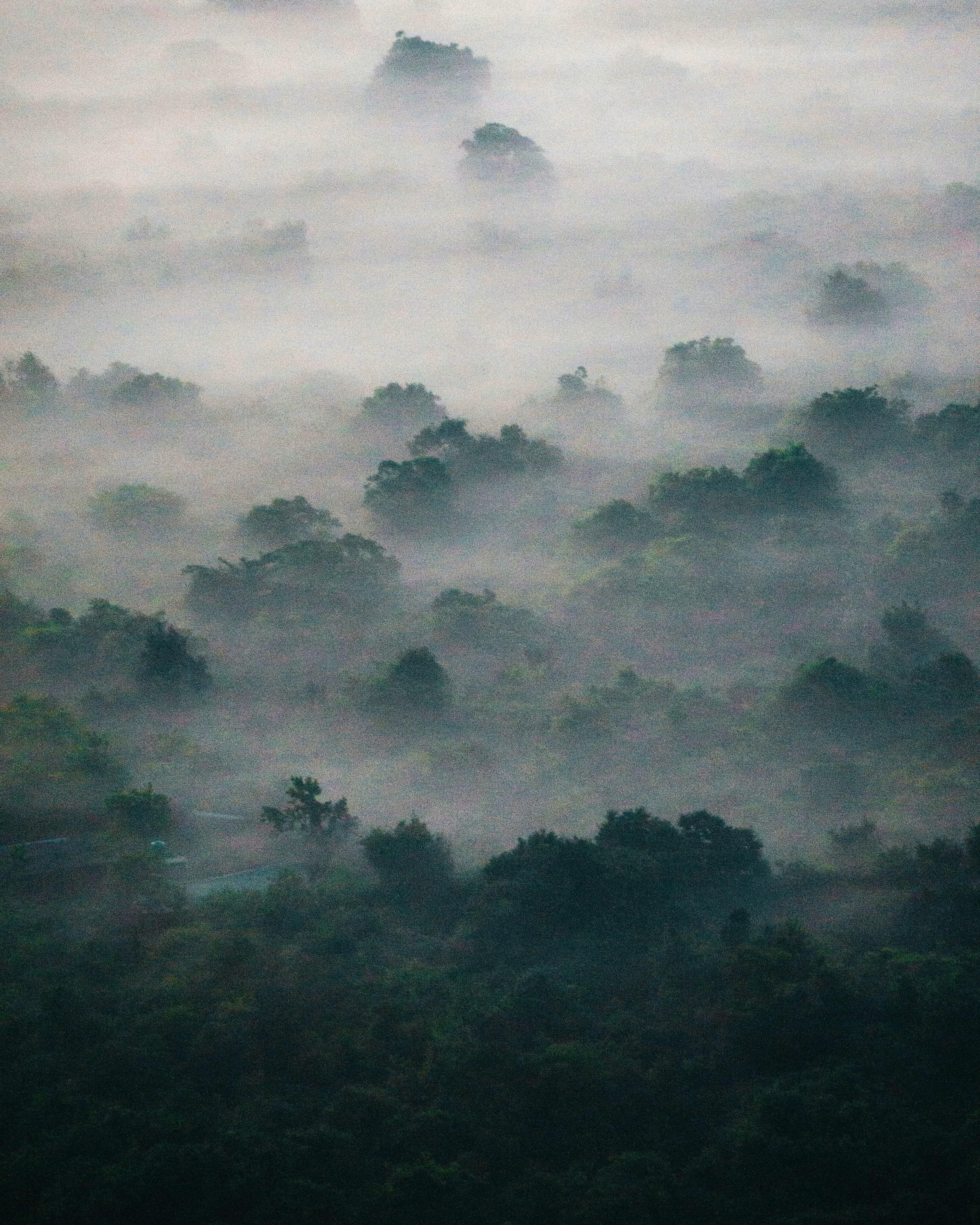 RAINFORESTS & FOREST RESERVES