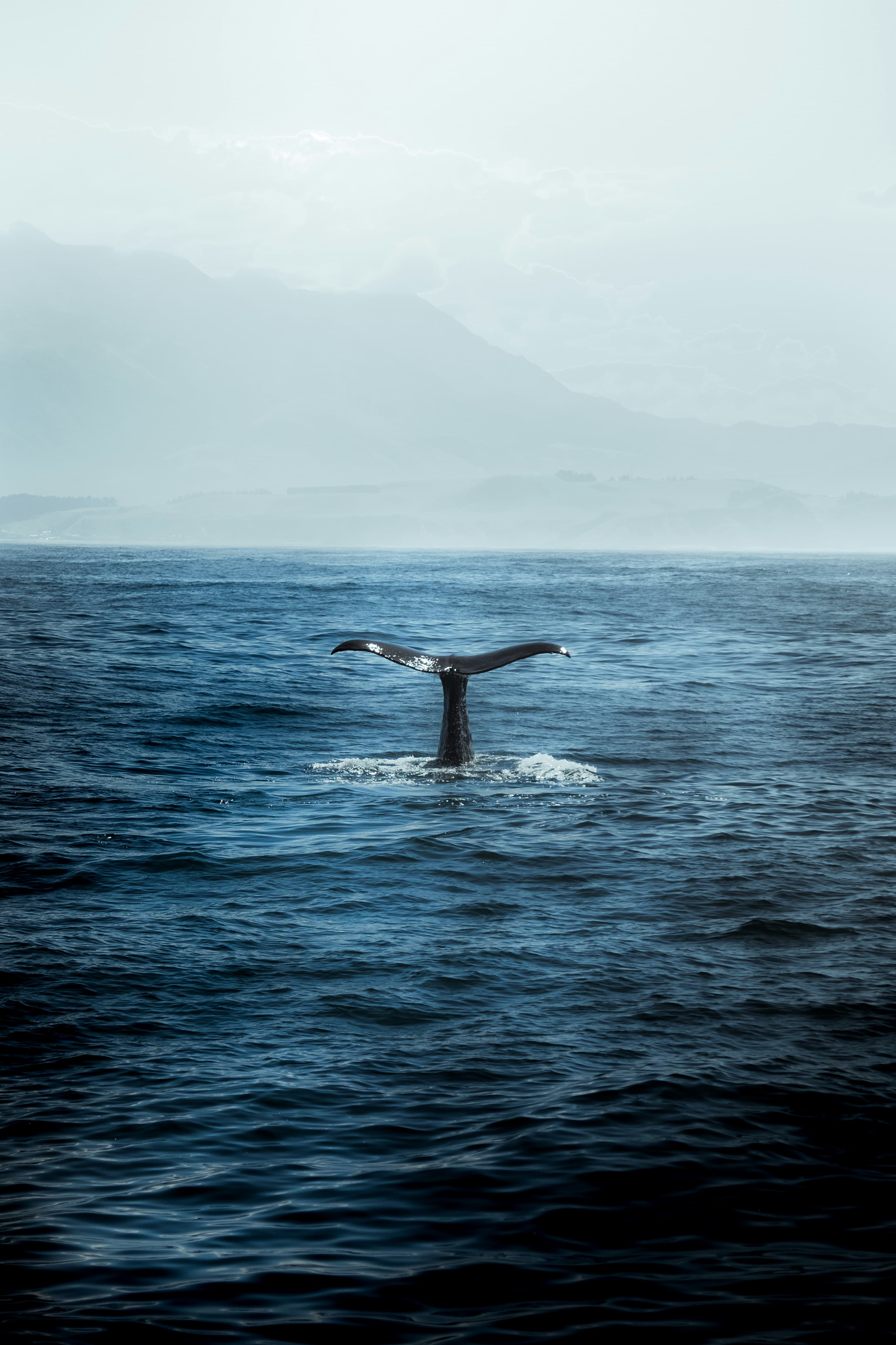 WHALE & DOLPHIN WATCHING