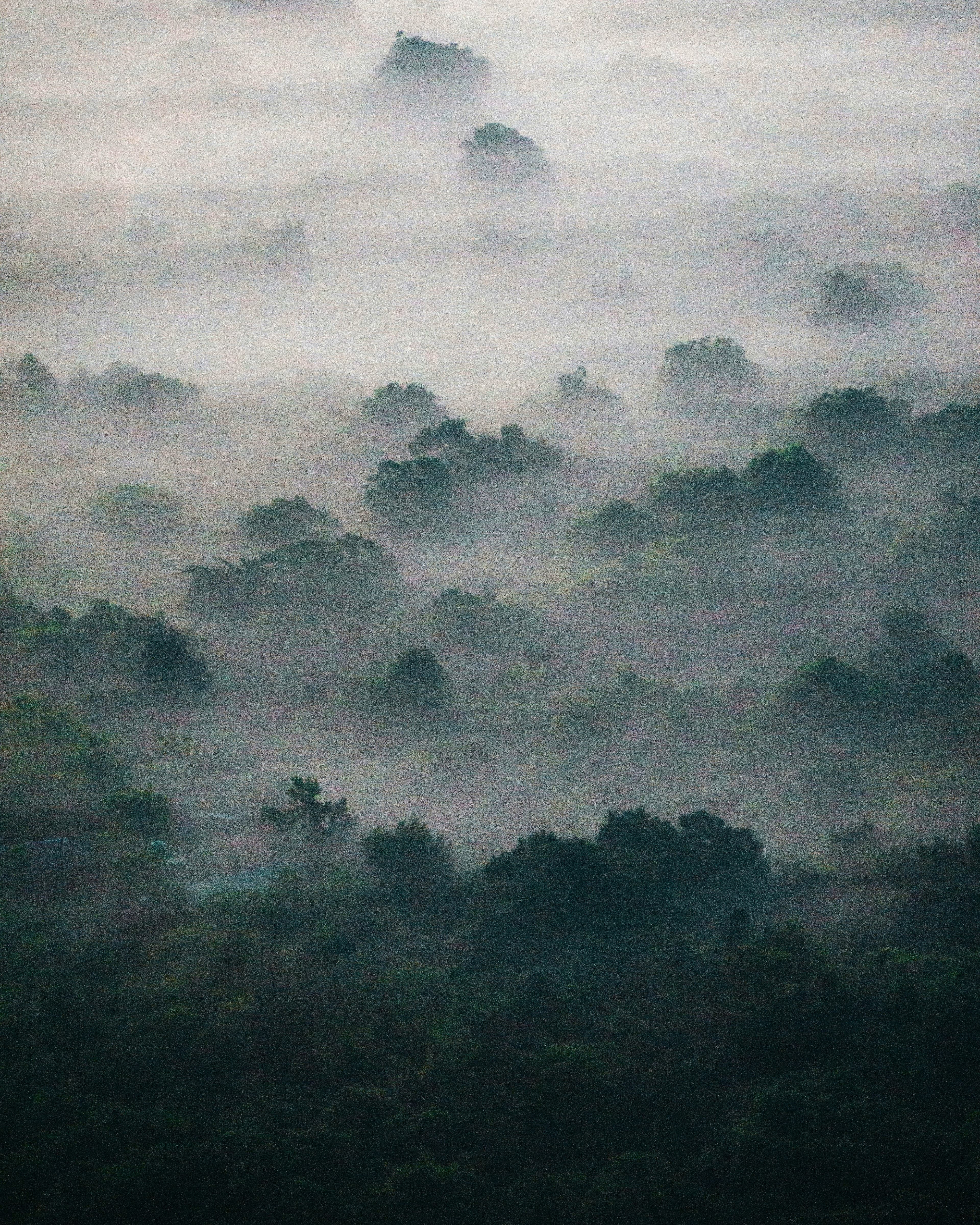 RAINFORESTS & FOREST RESERVES